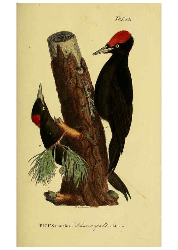 Reproducción/Reproduction 6059414512: Johann Andreas Naumann's ... Naturgeschichte der Vögel Deutschlands, nach einigen Erfahrungen entworfen. 13.T.Plates Leipzig :G. Fleischer,1820-1860