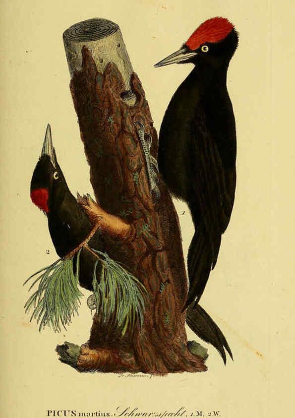 Reproducción/Reproduction 6059414512: Johann Andreas Naumann's ... Naturgeschichte der Vögel Deutschlands, nach einigen Erfahrungen entworfen. 13.T.Plates Leipzig :G. Fleischer,1820-1860