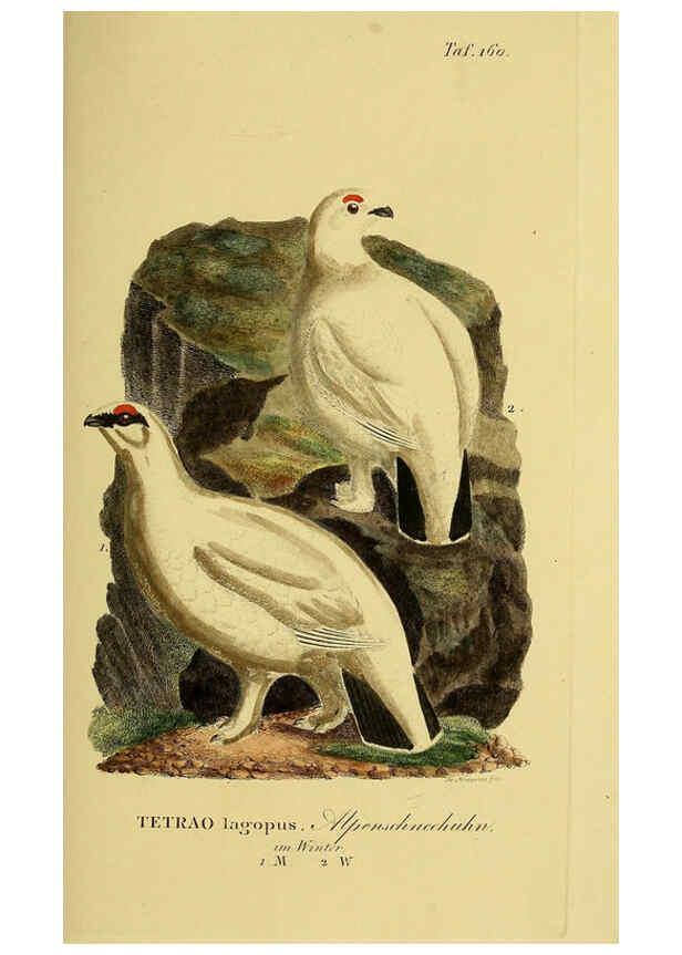 Reproducción/Reproduction 6058876677: Johann Andreas Naumann's ... Naturgeschichte der Vögel Deutschlands, nach einigen Erfahrungen entworfen. 13.T.Plates Leipzig :G. Fleischer,1820-1860