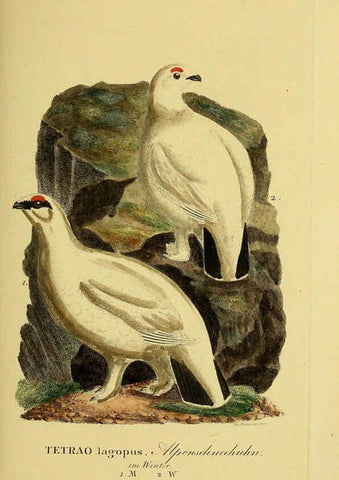 Reproducción/Reproduction 6058876677: Johann Andreas Naumann's ... Naturgeschichte der Vögel Deutschlands, nach einigen Erfahrungen entworfen. 13.T.Plates Leipzig :G. Fleischer,1820-1860