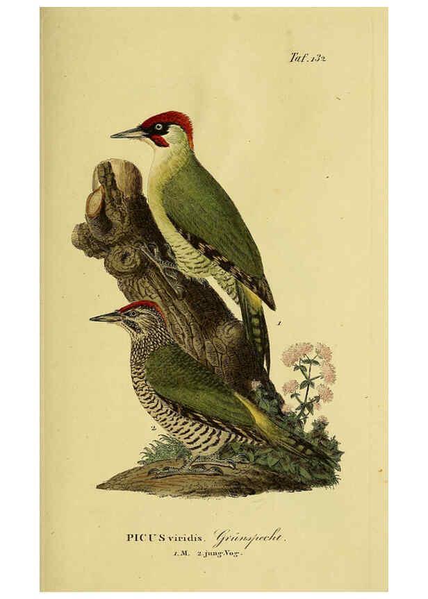 Reproducción/Reproduction 6059414828: Johann Andreas Naumann's ... Naturgeschichte der Vögel Deutschlands, nach einigen Erfahrungen entworfen. 13.T.Plates Leipzig :G. Fleischer,1820-1860