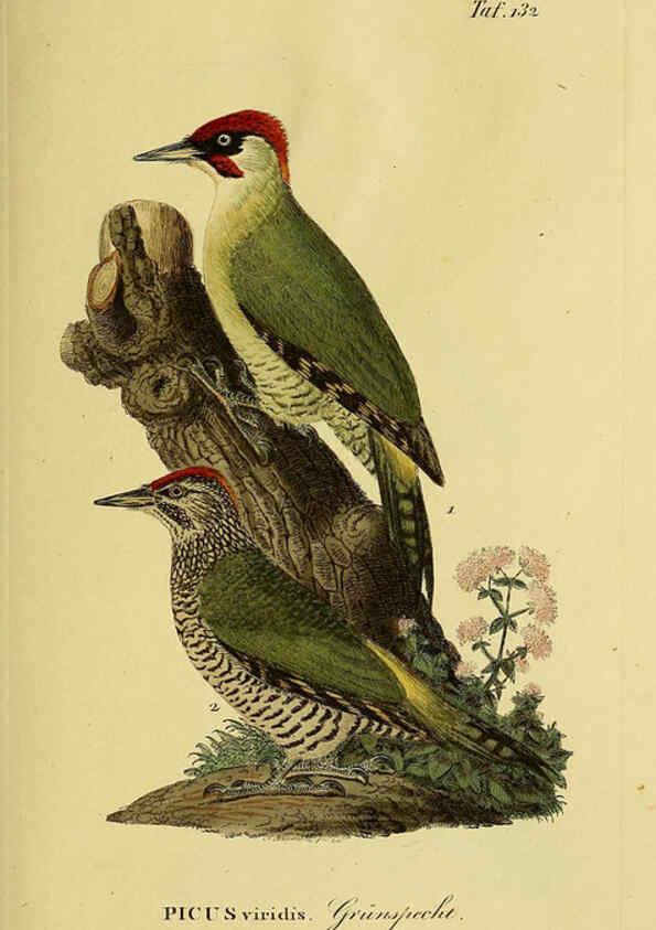 Reproducción/Reproduction 6059414828: Johann Andreas Naumann's ... Naturgeschichte der Vögel Deutschlands, nach einigen Erfahrungen entworfen. 13.T.Plates Leipzig :G. Fleischer,1820-1860