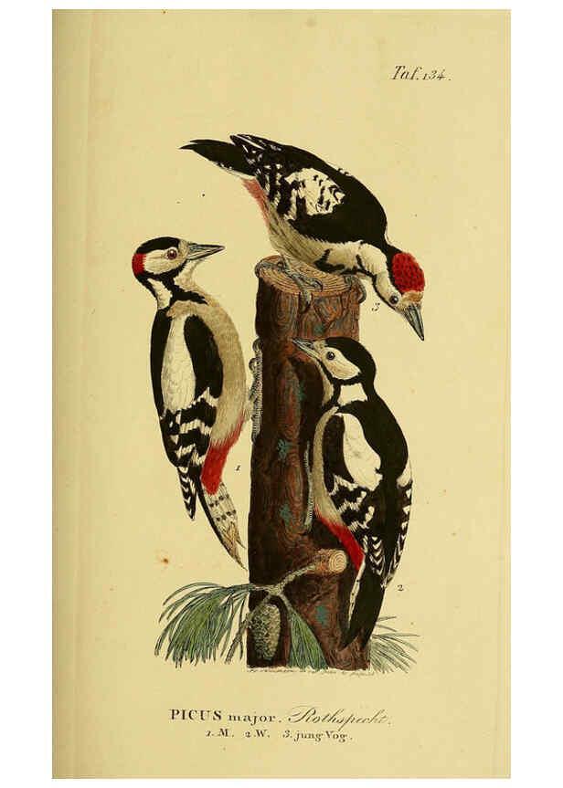 Reproducción/Reproduction 6059415424: Johann Andreas Naumann's ... Naturgeschichte der Vögel Deutschlands, nach einigen Erfahrungen entworfen. 13.T.Plates Leipzig :G. Fleischer,1820-1860