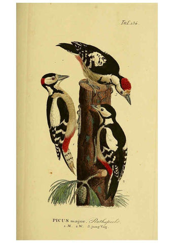 Reproducción/Reproduction 6059415424: Johann Andreas Naumann's ... Naturgeschichte der Vögel Deutschlands, nach einigen Erfahrungen entworfen. 13.T.Plates Leipzig :G. Fleischer,1820-1860