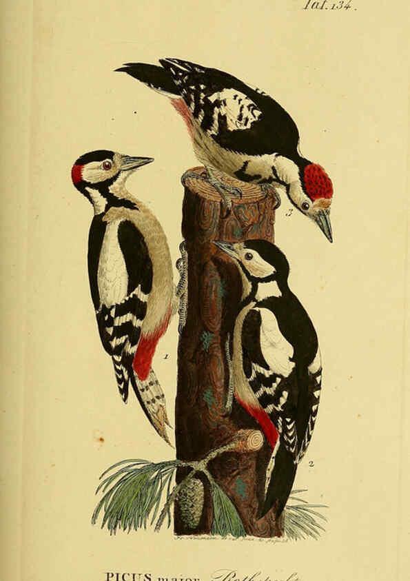 Reproducción/Reproduction 6059415424: Johann Andreas Naumann's ... Naturgeschichte der Vögel Deutschlands, nach einigen Erfahrungen entworfen. 13.T.Plates Leipzig :G. Fleischer,1820-1860