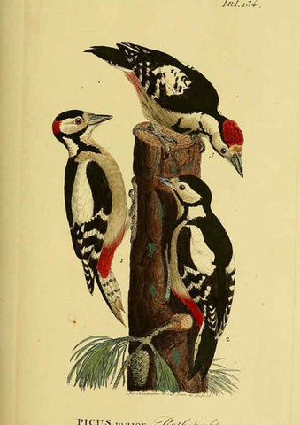 Reproducción/Reproduction 6059415424: Johann Andreas Naumann's ... Naturgeschichte der Vögel Deutschlands, nach einigen Erfahrungen entworfen. 13.T.Plates Leipzig :G. Fleischer,1820-1860