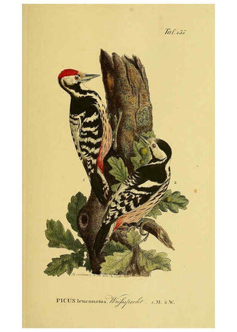 Reproducción/Reproduction 6058868493: Johann Andreas Naumann's ... Naturgeschichte der Vögel Deutschlands, nach einigen Erfahrungen entworfen. 13.T.Plates Leipzig :G. Fleischer,1820-1860