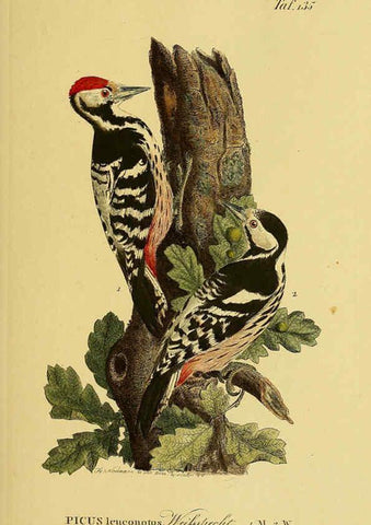 Reproducción/Reproduction 6058868493: Johann Andreas Naumann's ... Naturgeschichte der Vögel Deutschlands, nach einigen Erfahrungen entworfen. 13.T.Plates Leipzig :G. Fleischer,1820-1860
