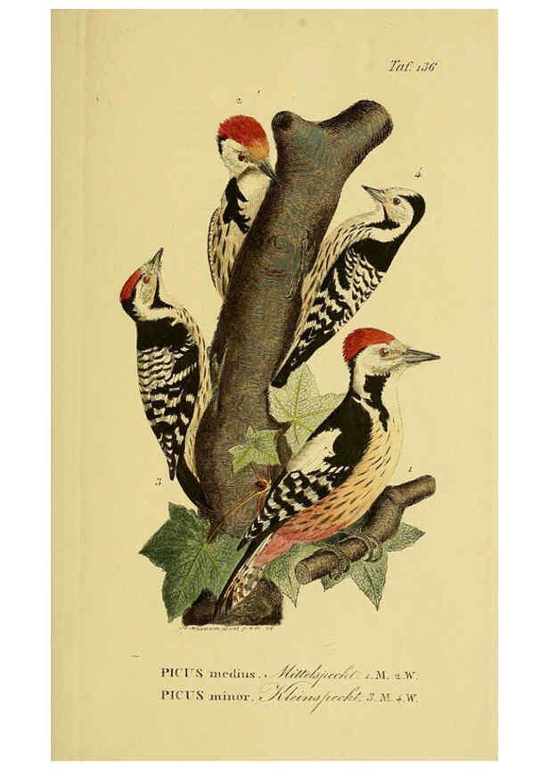 Reproducción/Reproduction 6059415950: Johann Andreas Naumann's ... Naturgeschichte der Vögel Deutschlands, nach einigen Erfahrungen entworfen. 13.T.Plates Leipzig :G. Fleischer,1820-1860