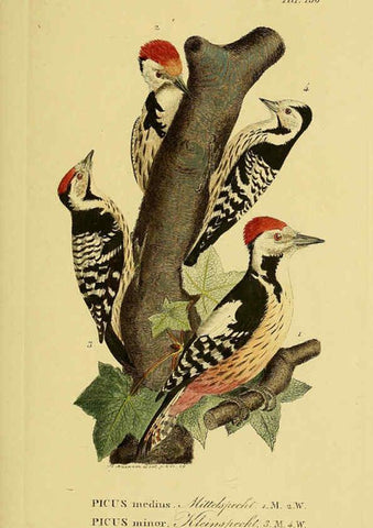 Reproducción/Reproduction 6059415950: Johann Andreas Naumann's ... Naturgeschichte der Vögel Deutschlands, nach einigen Erfahrungen entworfen. 13.T.Plates Leipzig :G. Fleischer,1820-1860