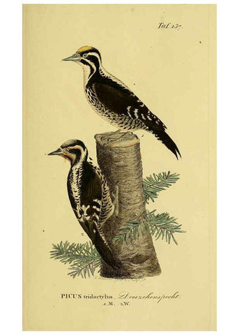 Reproducción/Reproduction 6058869065: Johann Andreas Naumann's ... Naturgeschichte der Vögel Deutschlands, nach einigen Erfahrungen entworfen. 13.T.Plates Leipzig :G. Fleischer,1820-1860