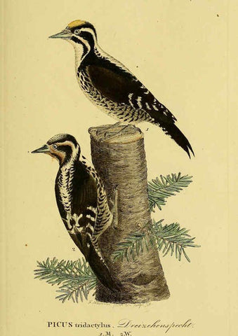 Reproducción/Reproduction 6058869065: Johann Andreas Naumann's ... Naturgeschichte der Vögel Deutschlands, nach einigen Erfahrungen entworfen. 13.T.Plates Leipzig :G. Fleischer,1820-1860