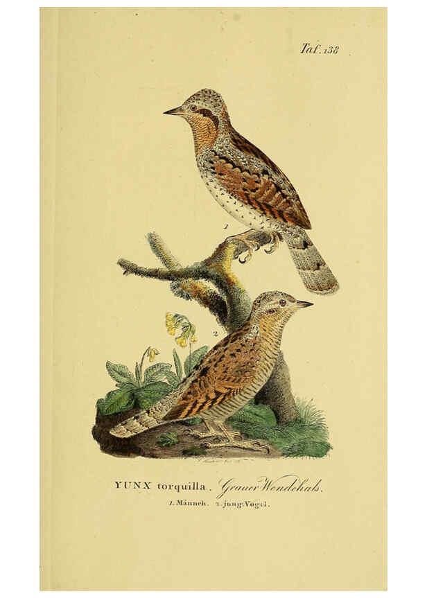 Reproducción/Reproduction 6058869363: Johann Andreas Naumann's ... Naturgeschichte der Vögel Deutschlands, nach einigen Erfahrungen entworfen. 13.T.Plates Leipzig :G. Fleischer,1820-1860
