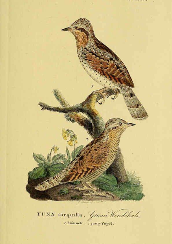 Reproducción/Reproduction 6058869363: Johann Andreas Naumann's ... Naturgeschichte der Vögel Deutschlands, nach einigen Erfahrungen entworfen. 13.T.Plates Leipzig :G. Fleischer,1820-1860