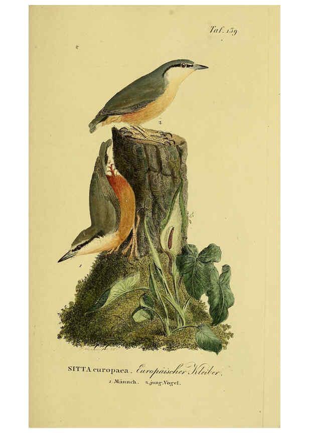 Reproducción/Reproduction 6059416990: Johann Andreas Naumann's ... Naturgeschichte der Vögel Deutschlands, nach einigen Erfahrungen entworfen. 13.T.Plates Leipzig :G. Fleischer,1820-1860