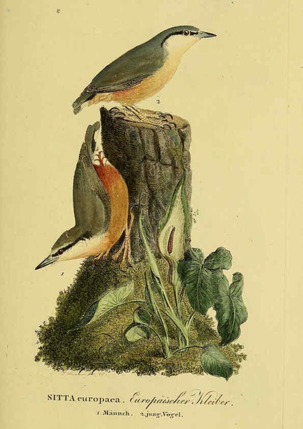 Reproducción/Reproduction 6059416990: Johann Andreas Naumann's ... Naturgeschichte der Vögel Deutschlands, nach einigen Erfahrungen entworfen. 13.T.Plates Leipzig :G. Fleischer,1820-1860