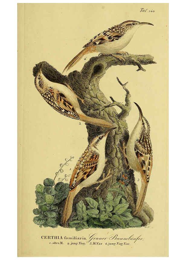 Reproducción/Reproduction 6059417204: Johann Andreas Naumann's ... Naturgeschichte der Vögel Deutschlands, nach einigen Erfahrungen entworfen. 13.T.Plates Leipzig :G. Fleischer,1820-1860