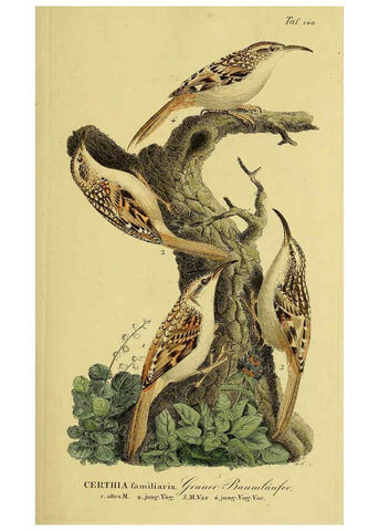 Reproducción/Reproduction 6059417204: Johann Andreas Naumann's ... Naturgeschichte der Vögel Deutschlands, nach einigen Erfahrungen entworfen. 13.T.Plates Leipzig :G. Fleischer,1820-1860