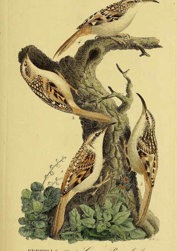 Reproducción/Reproduction 6059417204: Johann Andreas Naumann's ... Naturgeschichte der Vögel Deutschlands, nach einigen Erfahrungen entworfen. 13.T.Plates Leipzig :G. Fleischer,1820-1860