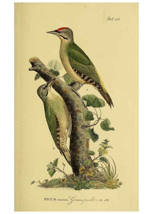 Reproducción/Reproduction 6059415076: Johann Andreas Naumann's ... Naturgeschichte der Vögel Deutschlands, nach einigen Erfahrungen entworfen. 13.T.Plates Leipzig :G. Fleischer,1820-1860