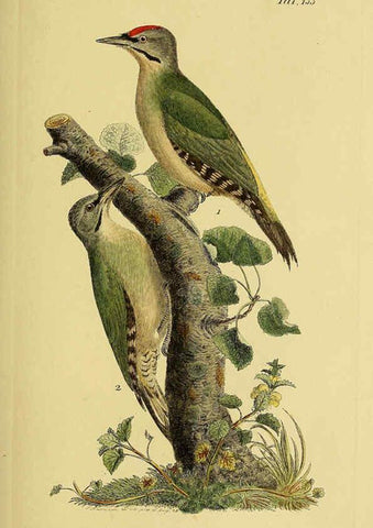 Reproducción/Reproduction 6059415076: Johann Andreas Naumann's ... Naturgeschichte der Vögel Deutschlands, nach einigen Erfahrungen entworfen. 13.T.Plates Leipzig :G. Fleischer,1820-1860