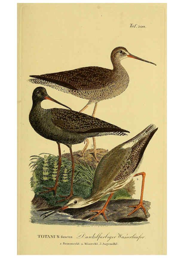 Reproducción/Reproduction 6059437856: Johann Andreas Naumann's ... Naturgeschichte der Vögel Deutschlands, nach einigen Erfahrungen entworfen. 13.T.Plates Leipzig :G. Fleischer,1820-1860