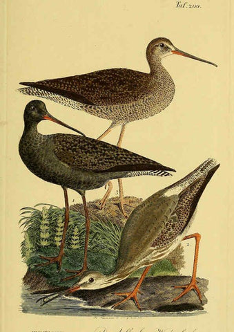 Reproducción/Reproduction 6059437856: Johann Andreas Naumann's ... Naturgeschichte der Vögel Deutschlands, nach einigen Erfahrungen entworfen. 13.T.Plates Leipzig :G. Fleischer,1820-1860