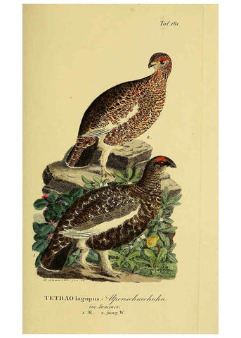 Reproducción/Reproduction 6058877057: Johann Andreas Naumann's ... Naturgeschichte der Vögel Deutschlands, nach einigen Erfahrungen entworfen. 13.T.Plates Leipzig :G. Fleischer,1820-1860