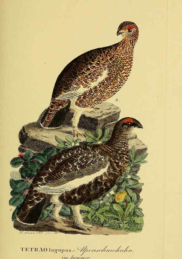Reproducción/Reproduction 6058877057: Johann Andreas Naumann's ... Naturgeschichte der Vögel Deutschlands, nach einigen Erfahrungen entworfen. 13.T.Plates Leipzig :G. Fleischer,1820-1860