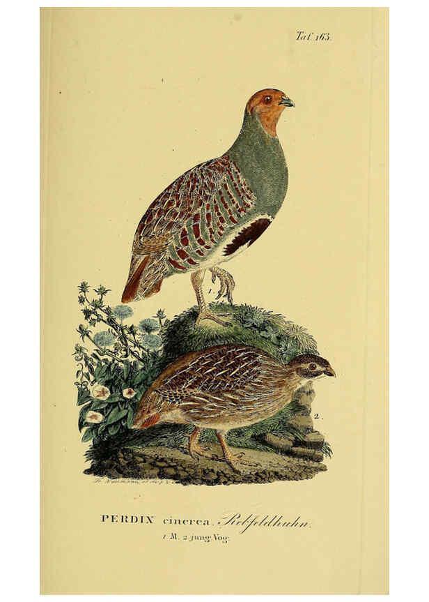 Reproducción/Reproduction 6059425208: Johann Andreas Naumann's ... Naturgeschichte der Vögel Deutschlands, nach einigen Erfahrungen entworfen. 13.T.Plates Leipzig :G. Fleischer,1820-1860