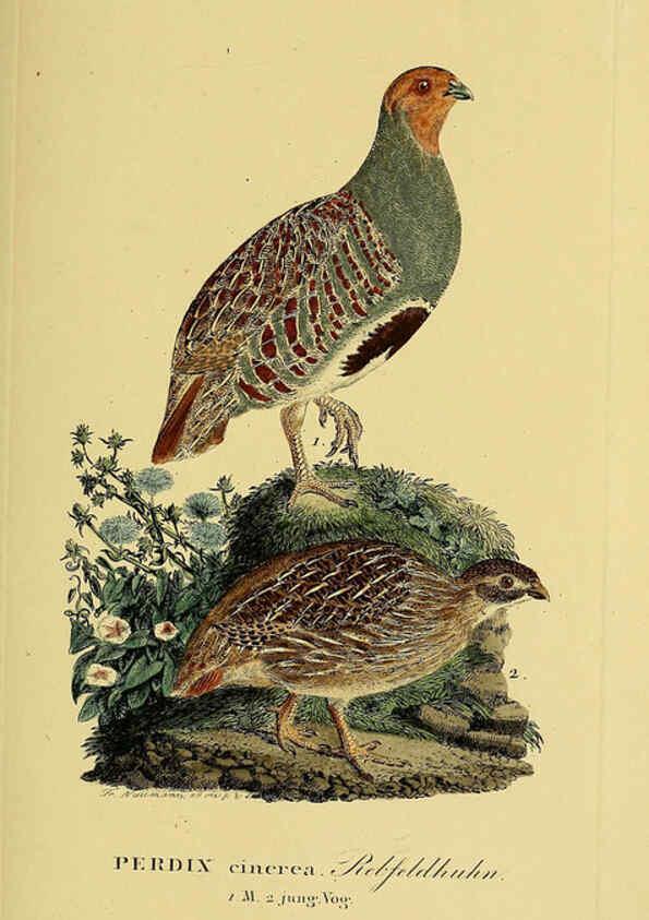 Reproducción/Reproduction 6059425208: Johann Andreas Naumann's ... Naturgeschichte der Vögel Deutschlands, nach einigen Erfahrungen entworfen. 13.T.Plates Leipzig :G. Fleischer,1820-1860