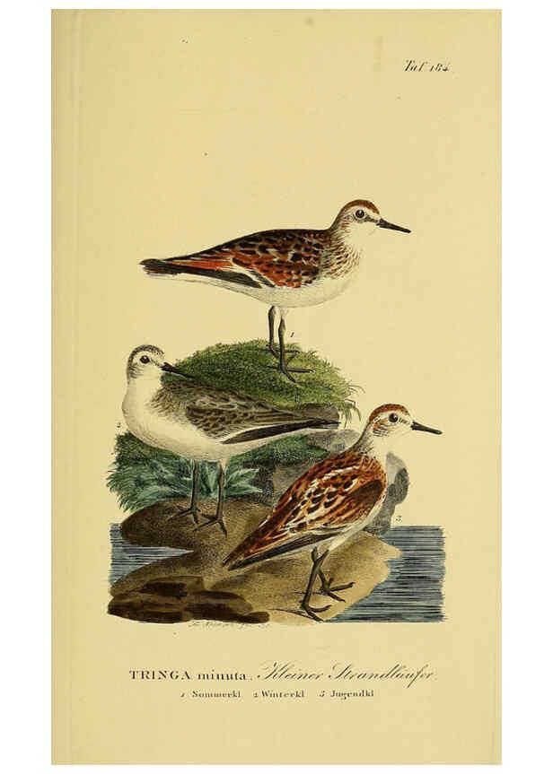Reproducción/Reproduction 6058885083: Johann Andreas Naumann's ... Naturgeschichte der Vögel Deutschlands, nach einigen Erfahrungen entworfen. 13.T.Plates Leipzig :G. Fleischer,1820-1860