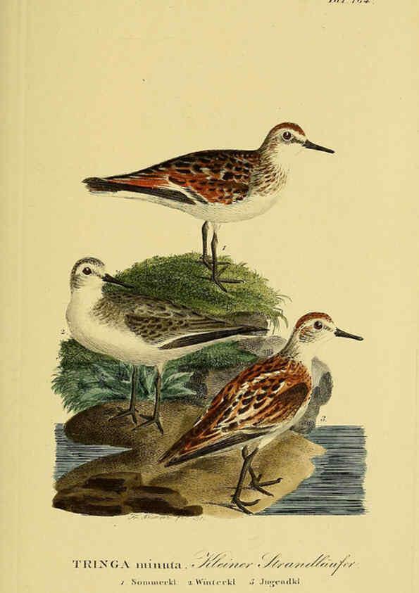 Reproducción/Reproduction 6058885083: Johann Andreas Naumann's ... Naturgeschichte der Vögel Deutschlands, nach einigen Erfahrungen entworfen. 13.T.Plates Leipzig :G. Fleischer,1820-1860