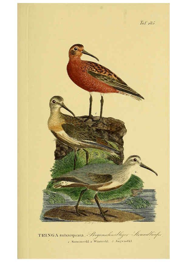 Reproducción/Reproduction 6058885389: Johann Andreas Naumann's ... Naturgeschichte der Vögel Deutschlands, nach einigen Erfahrungen entworfen. 13.T.Plates Leipzig :G. Fleischer,1820-1860