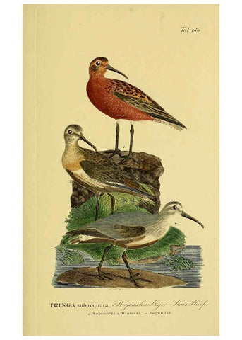 Reproducción/Reproduction 6058885389: Johann Andreas Naumann's ... Naturgeschichte der Vögel Deutschlands, nach einigen Erfahrungen entworfen. 13.T.Plates Leipzig :G. Fleischer,1820-1860