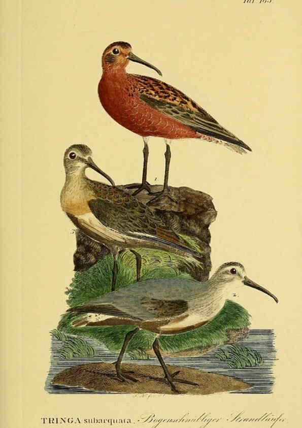 Reproducción/Reproduction 6058885389: Johann Andreas Naumann's ... Naturgeschichte der Vögel Deutschlands, nach einigen Erfahrungen entworfen. 13.T.Plates Leipzig :G. Fleischer,1820-1860