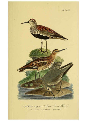 Reproducción/Reproduction 6059432982: Johann Andreas Naumann's ... Naturgeschichte der Vögel Deutschlands, nach einigen Erfahrungen entworfen. 13.T.Plates Leipzig :G. Fleischer,1820-1860