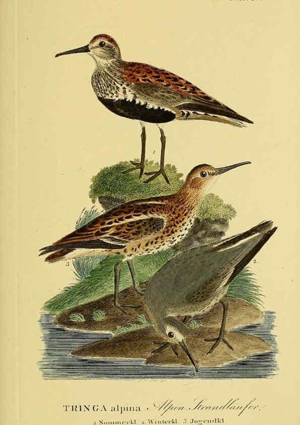 Reproducción/Reproduction 6059432982: Johann Andreas Naumann's ... Naturgeschichte der Vögel Deutschlands, nach einigen Erfahrungen entworfen. 13.T.Plates Leipzig :G. Fleischer,1820-1860