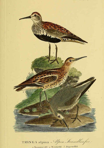 Reproducción/Reproduction 6059432982: Johann Andreas Naumann's ... Naturgeschichte der Vögel Deutschlands, nach einigen Erfahrungen entworfen. 13.T.Plates Leipzig :G. Fleischer,1820-1860