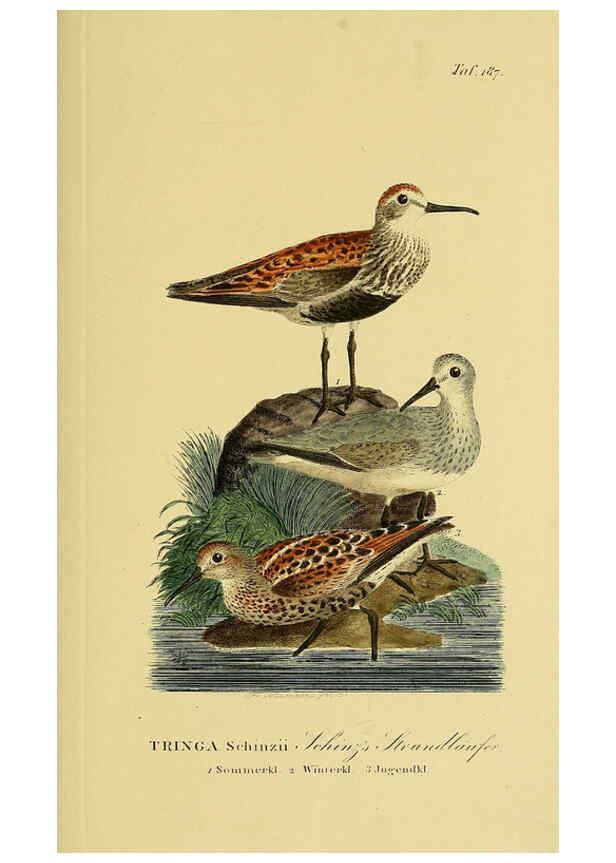Reproducción/Reproduction 6058886153: Johann Andreas Naumann's ... Naturgeschichte der Vögel Deutschlands, nach einigen Erfahrungen entworfen. 13.T.Plates Leipzig :G. Fleischer,1820-1860