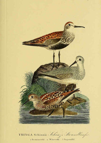 Reproducción/Reproduction 6058886153: Johann Andreas Naumann's ... Naturgeschichte der Vögel Deutschlands, nach einigen Erfahrungen entworfen. 13.T.Plates Leipzig :G. Fleischer,1820-1860