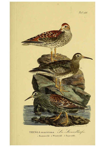 Reproducción/Reproduction 6059433822: Johann Andreas Naumann's ... Naturgeschichte der Vögel Deutschlands, nach einigen Erfahrungen entworfen. 13.T.Plates Leipzig :G. Fleischer,1820-1860
