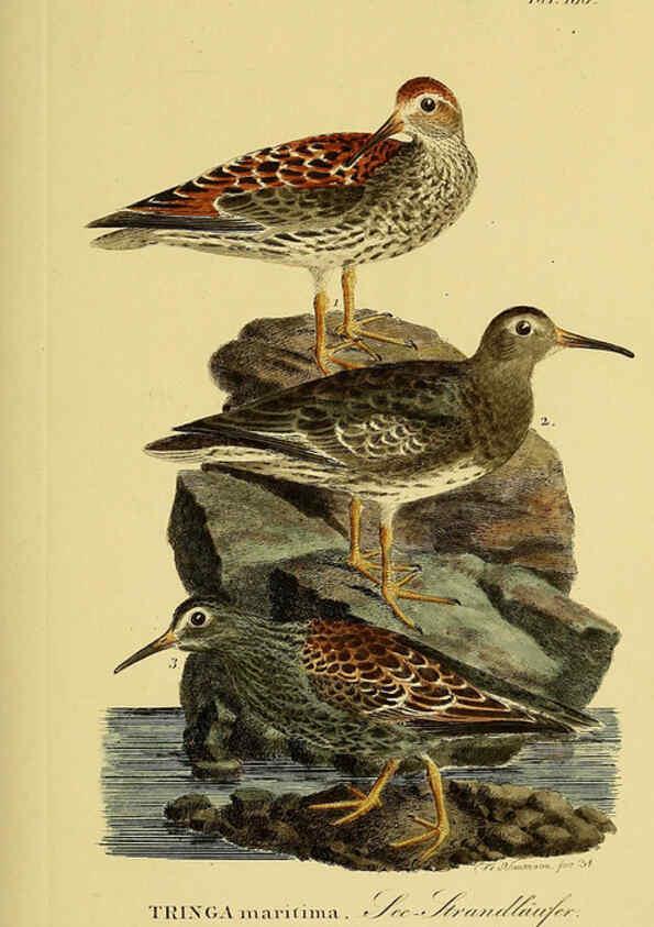 Reproducción/Reproduction 6059433822: Johann Andreas Naumann's ... Naturgeschichte der Vögel Deutschlands, nach einigen Erfahrungen entworfen. 13.T.Plates Leipzig :G. Fleischer,1820-1860