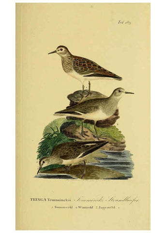 Reproducción/Reproduction 6058886693: Johann Andreas Naumann's ... Naturgeschichte der Vögel Deutschlands, nach einigen Erfahrungen entworfen. 13.T.Plates Leipzig :G. Fleischer,1820-1860