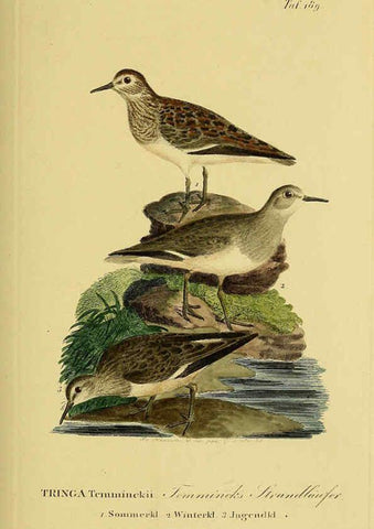 Reproducción/Reproduction 6058886693: Johann Andreas Naumann's ... Naturgeschichte der Vögel Deutschlands, nach einigen Erfahrungen entworfen. 13.T.Plates Leipzig :G. Fleischer,1820-1860