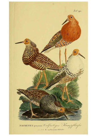 Reproducción/Reproduction 6059434292: Johann Andreas Naumann's ... Naturgeschichte der Vögel Deutschlands, nach einigen Erfahrungen entworfen. 13.T.Plates Leipzig :G. Fleischer,1820-1860