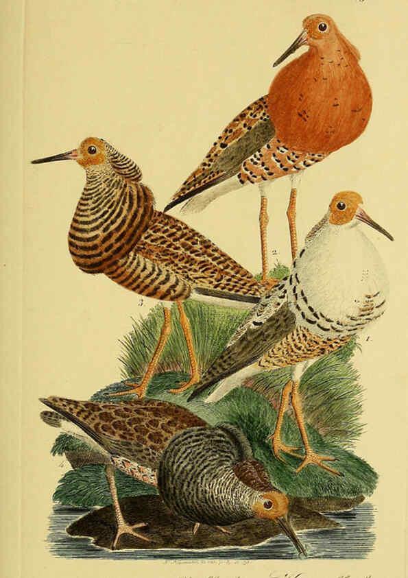 Reproducción/Reproduction 6059434292: Johann Andreas Naumann's ... Naturgeschichte der Vögel Deutschlands, nach einigen Erfahrungen entworfen. 13.T.Plates Leipzig :G. Fleischer,1820-1860