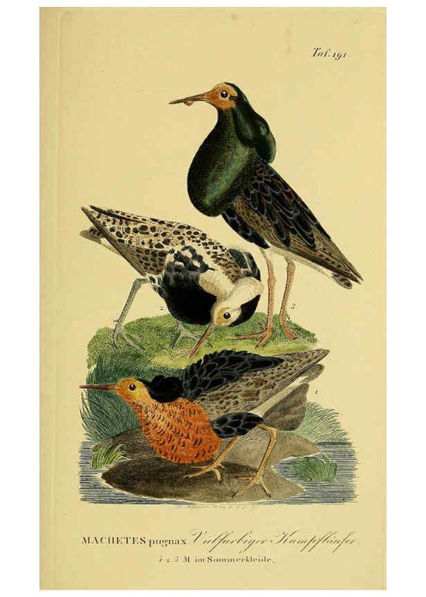 Reproducción/Reproduction 6059434808: Johann Andreas Naumann's ... Naturgeschichte der Vögel Deutschlands, nach einigen Erfahrungen entworfen. 13.T.Plates Leipzig :G. Fleischer,1820-1860