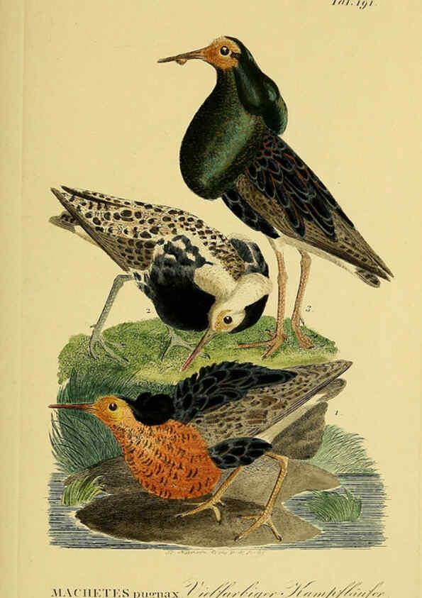 Reproducción/Reproduction 6059434808: Johann Andreas Naumann's ... Naturgeschichte der Vögel Deutschlands, nach einigen Erfahrungen entworfen. 13.T.Plates Leipzig :G. Fleischer,1820-1860