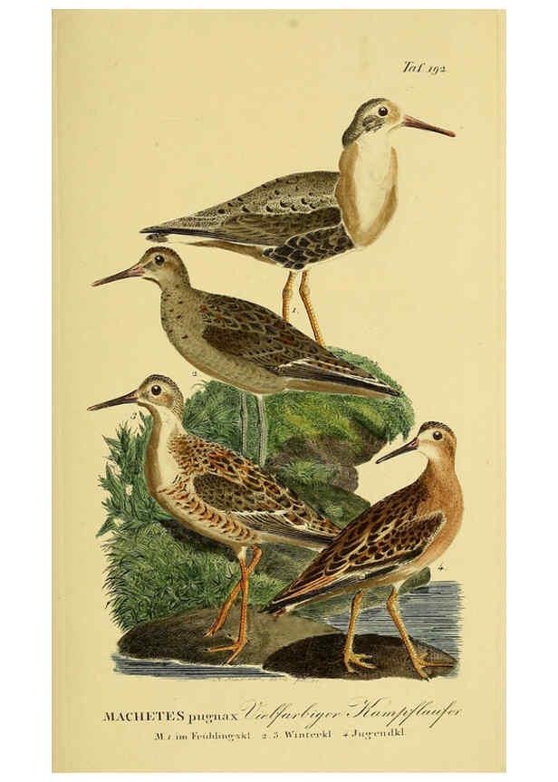 Reproducción/Reproduction 6058888077: Johann Andreas Naumann's ... Naturgeschichte der Vögel Deutschlands, nach einigen Erfahrungen entworfen. 13.T.Plates Leipzig :G. Fleischer,1820-1860